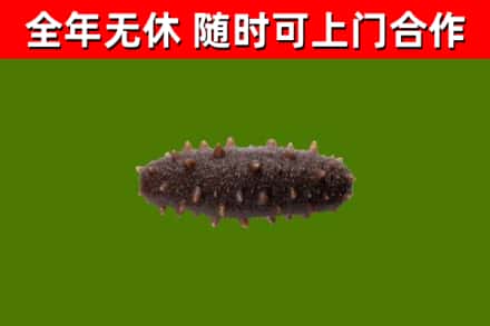 焦作烟酒回收干海参.jpg